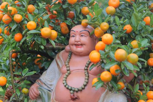 Quất Tứ Liên được mùa, sẵn sàng cho Tết Quý Mão
