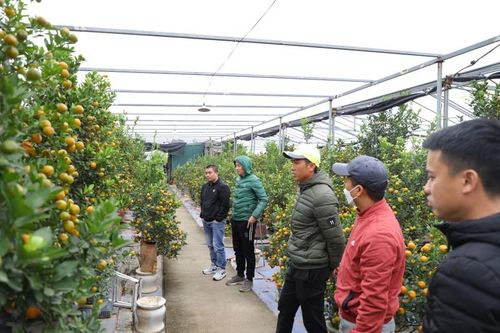 Chiêm ngưỡng những 'siêu phẩm' quất cảnh Tết 2023 của làng Tứ Liên