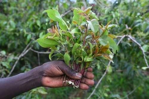 Saudi Arabia thu giữ gần 30 tấn lá khat