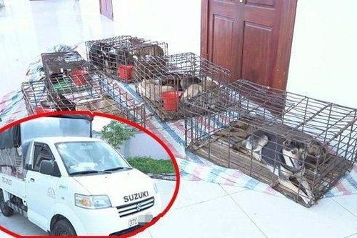 Cái kết cho băng nhóm 'siêu trộm chó' ở xứ Nghệ