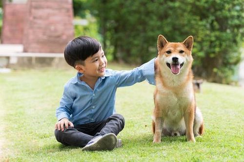Cách giữ an toàn khi nuôi thú cưng trong gia đình