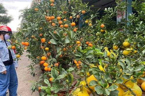Cây cảnh 'độc' chơi Tết từ phía Bắc đổ bộ vào TPHCM sớm