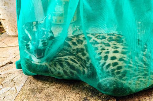 Người phụ nữ bị khởi tố vì nuôi nhốt mèo rừng, trăn gấm