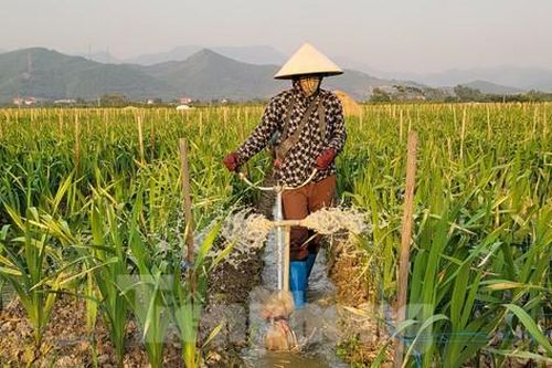 Về vựa hoa, cây cảnh lớn nhất Quảng Ninh mùa Tết