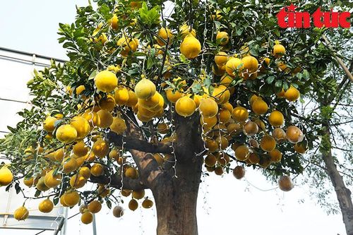 Cây bưởi Diễn 400 quả gây 'sốt' thị trường cây cảnh Thủ đô