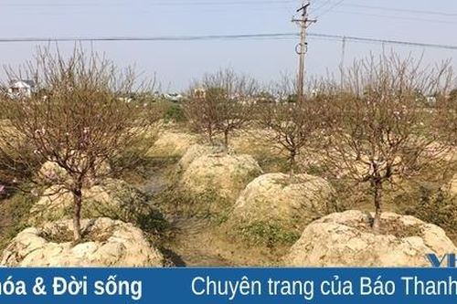 Làng nghề vào tết: Rực rỡ làng hoa