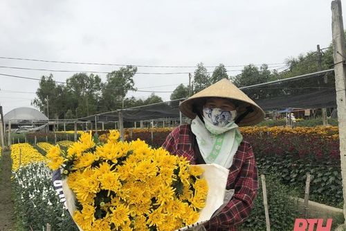 Xuân sớm trên những làng hoa