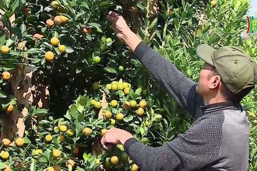 Các làng hoa, cây cảnh Hà Nội tất bật vào vụ Tết