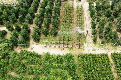 Quất cảnh Hội An tăng giá, hứa hẹn 'trúng đậm' dịp Tết Nguyên đán