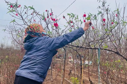 Mưa lạnh, 'thủ phủ' đào Nhật Tân thấp thỏm lo vụ Tết