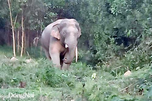Voi ngà lệch ra 'thăm' bà con trong ngày cuối năm