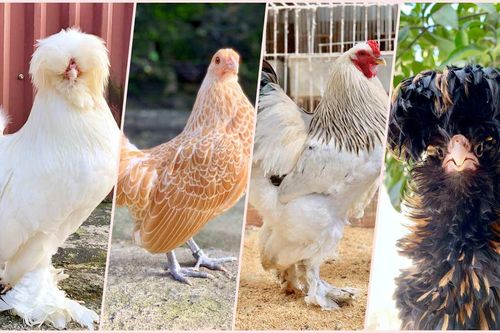 Mốt mua gà kiểng độc dị làm quà biếu Tết