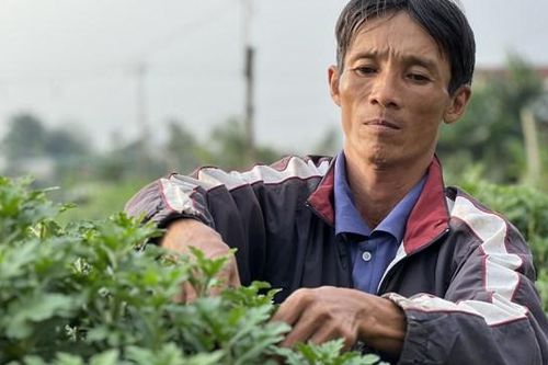 Hàng trăm nghìn chậu hoa phục vụ thị trường Tết nguyên đán