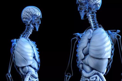 Phát hiện cơ quan mới trên mặt người