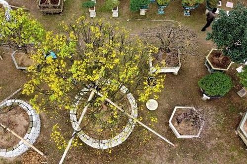 Những 'cụ' mai khủng điểm trang ngóng khách Tết
