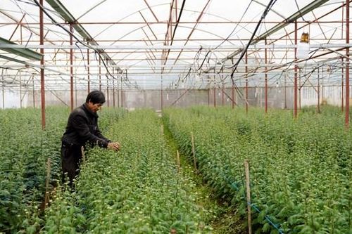 Vựa hoa ở Hà Tĩnh tất bật chuẩn bị cho thị trường Tết Nguyên đán