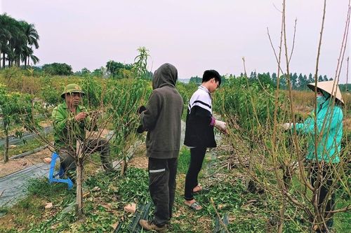 Tấp nập làng hoa chuẩn bị mùa Tết