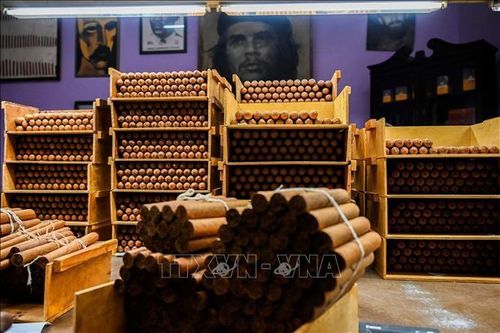 Cuba thắng kiện bản quyền thương hiệu xì gà Cohiba