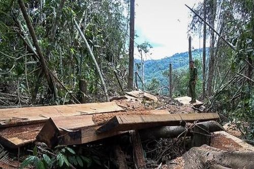 Hạt phó kiểm lâm nhận hối lộ của 'lâm tặc' qua tài khoản của vợ