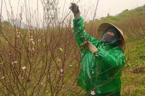 'Chôn chân' trong giá rét để thay áo mới cho thủ phủ đào phai