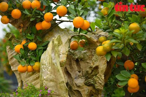 Quất bonsai độc đáo chơi Tết Quý Mão ở làng Tứ Liên