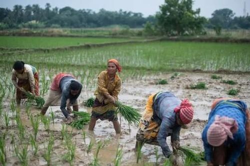 Vì sao Thái Lan lo khi nông dân chuyển sang trồng giống lúa Việt Nam?