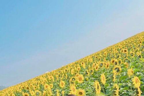 Nghệ An: Nhiều khách du lịch đổ về cánh đồng hoa hướng dương dịp Tết Dương lịch