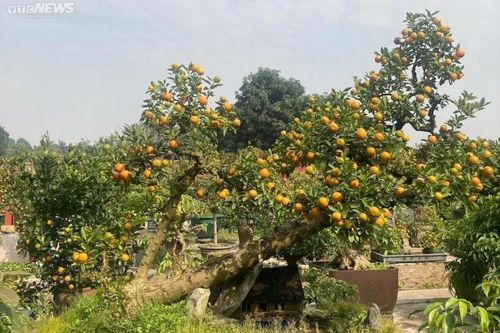 Chưa đến Tết, quất cần thăng độc lạ giá trăm triệu đồng đã cháy hàng