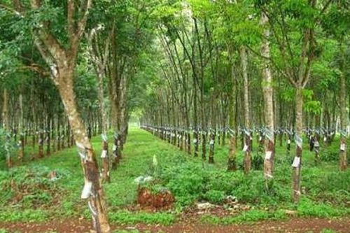 Điều kiện chuyển mục đích sử dụng một phần thửa đất