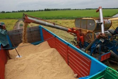 Khủng hoảng ngành gạo Thái Lan: Đồng ruộng ngày càng nhiều gạo Việt Nam