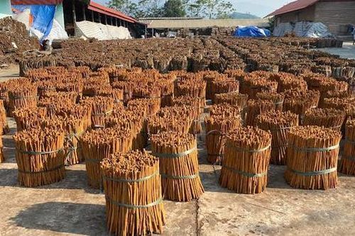 Công nhân quế Văn Yên miệt mài tăng ca những ngày cận Tết