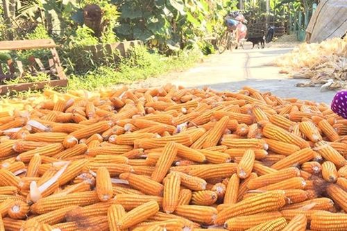 Về quê động vào thứ này, cô gái hỏng luôn phổi