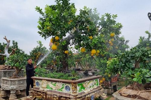 Ngắm cây bưởi trăm tuổi có chậu dát vàng ở Hưng Yên