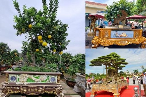 Đã mắt với chậu cảnh dát vàng tiền tỷ 'ngóng' đại gia