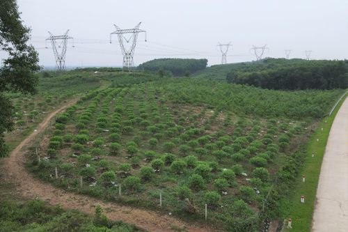 Người trồng đào ở Hà Tĩnh hy vọng đón Tết 'ấm'