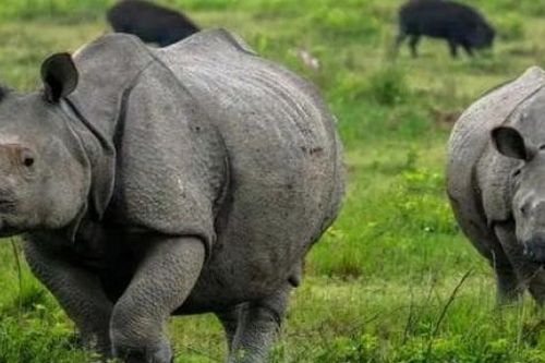 Ấn Độ: Không có con tê giác nào ở bang Assam bị săn trộm trong năm 2022