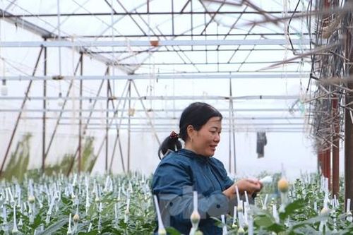 Nông dân ở Hà Tĩnh tất bật chăm hoa, chờ Tết đếm tiền