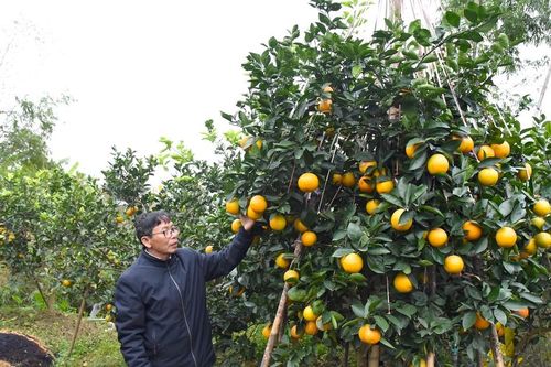 Cận cảnh cây cam Xã Đoài chơi Tết giá hàng chục triệu đồng