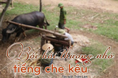 Tản văn hay: Bồi hồi thương nhớ tiếng che kêu