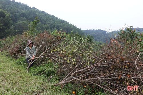 Cam bù Hương Sơn mất mùa, người dân buồn lòng chặt bỏ cây
