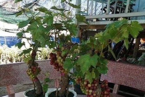 Loài quả mọc đầy ở vùng nông thôn nay được 'nâng tầm' thành cây cảnh đắt tiền
