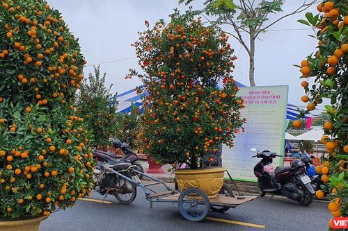 Ngắm 'quất hồ lô' ở 'Ngày hội quất cảnh Hội An'