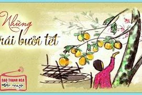 Tản văn: Bưởi tết