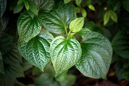Chiết xuất lá trầu không trong 3 dòng sữa tắm sáng da, kháng khuẩn La'Petal