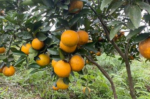 Cam Hà Tĩnh mọng vàng chờ đón Tết