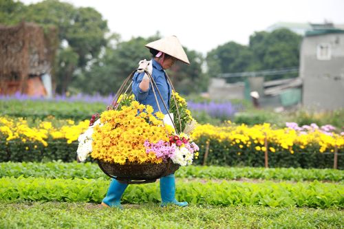 Những hình ảnh đẹp về làng hoa Khương Hạ