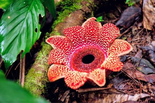 Tận mục loài hoa 'đại lãn' nhất hành tinh, sống nhờ... ăn bám