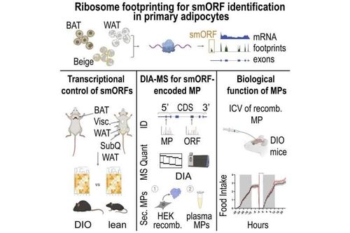 Phát hiện microprotein giúp ngon miệng hơn