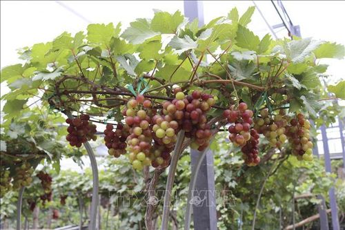 Nho cảnh Ninh Thuận hút hàng dịp cận Tết