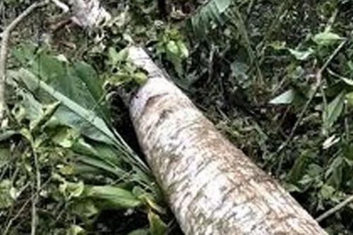 Dọn dẹp để chuẩn bị dựng rạp làm lễ cưới, chú rể bị cây đè tử vong